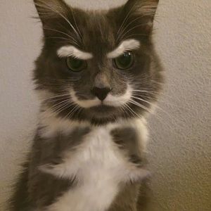 Meet your Posher, Veronica